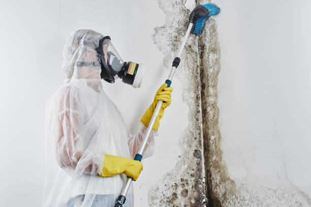 Best Post-Flood Mold Remediation in Charles City, IA