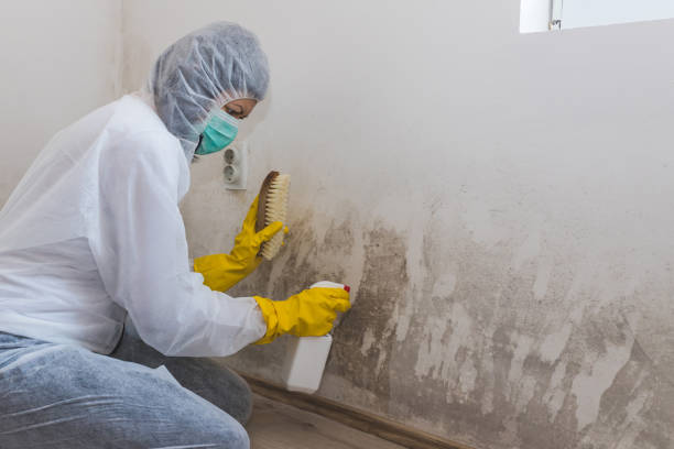 Best Commercial Mold Remediation in Charles City, IA