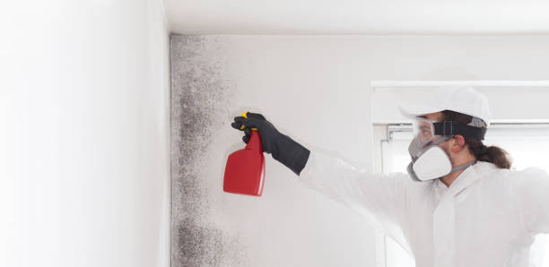  Charles City, IA Mold Removal Pros