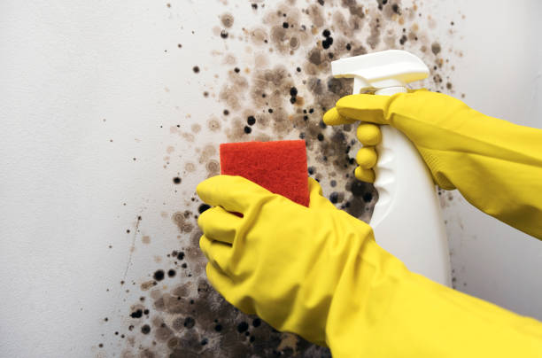 Best Basement Mold Remediation in Charles City, IA