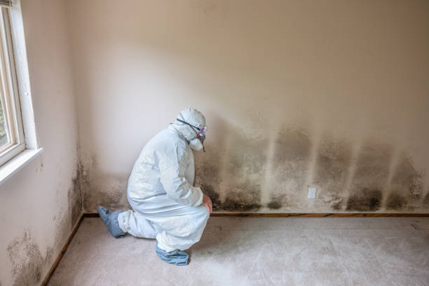 Best Basement Mold Remediation in Charles City, IA