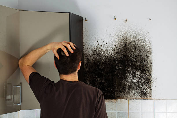 Best Residential Mold Remediation in Charles City, IA