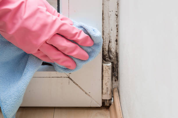 Best Kitchen Mold Remediation in Charles City, IA